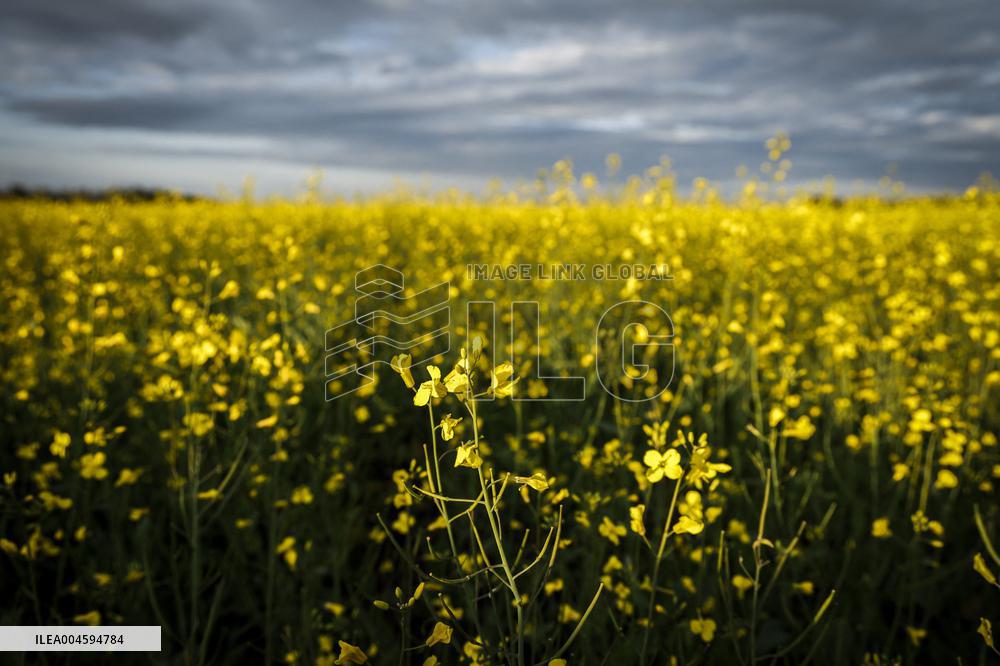 Canola Plants Blooming Illustrations - Canada