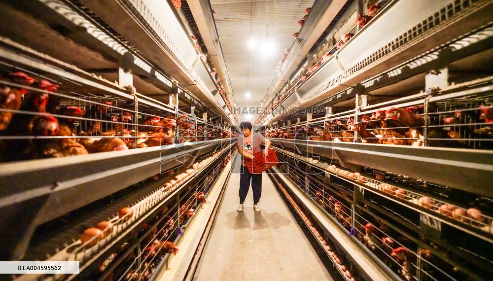 An Egg-laying Chicken Farm in Suqian
