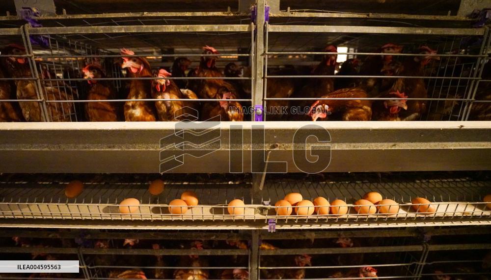 An Egg-laying Chicken Farm in Suqian