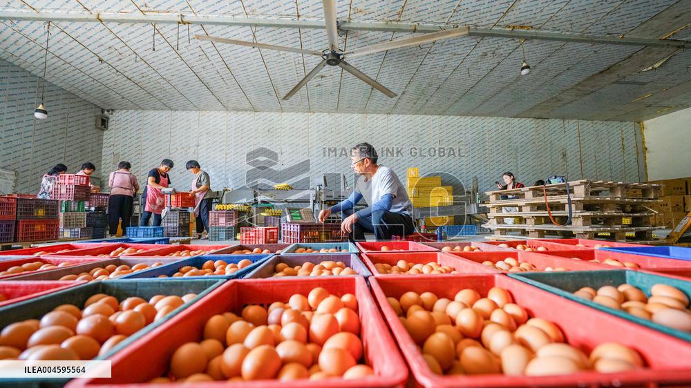 An Egg-laying Chicken Farm in Suqian