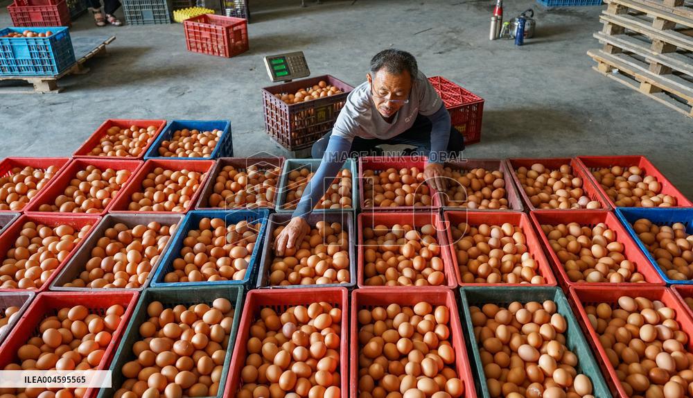 An Egg-laying Chicken Farm in Suqian