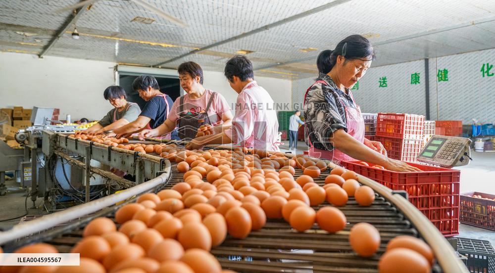 An Egg-laying Chicken Farm in Suqian