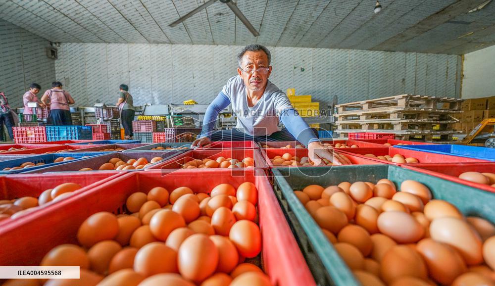 An Egg-laying Chicken Farm in Suqian