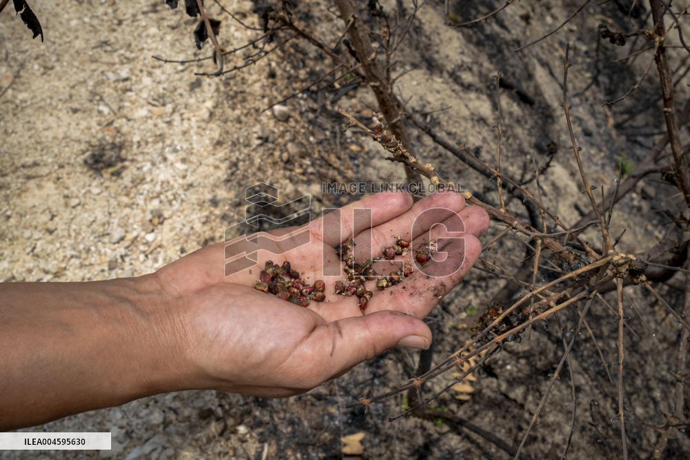 Fires and Land Disputes in Dikmece - Turkey