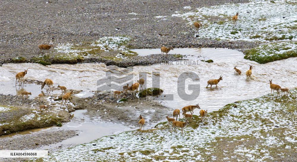 Tibetan Antelopes Migration - China