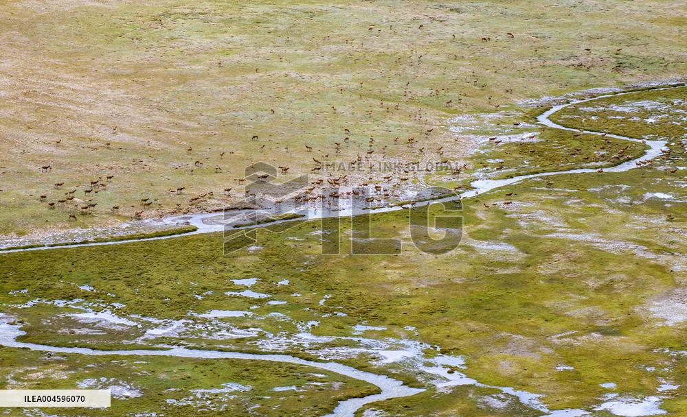 Tibetan Antelopes Migration - China