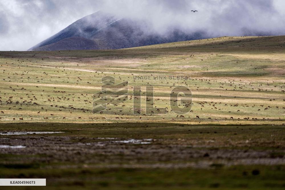 Tibetan Antelopes Migration - China