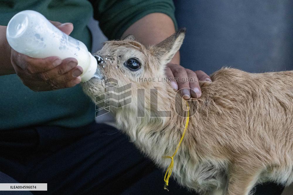 Tibetan Antelopes Migration - China