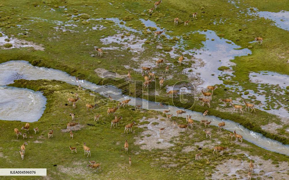 Tibetan Antelopes Migration - China