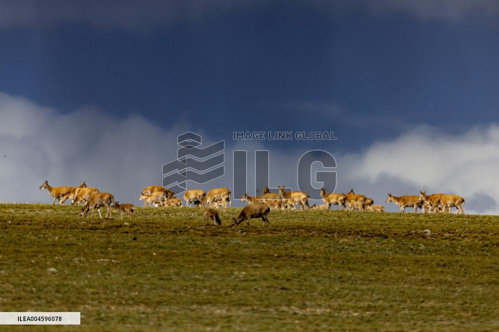 Tibetan Antelopes Migration - China