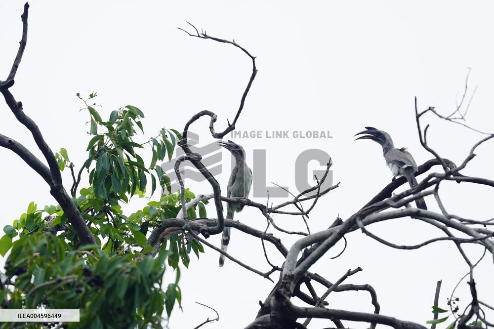 Grey Hornbill Bird Spotted In The Ajmer - India