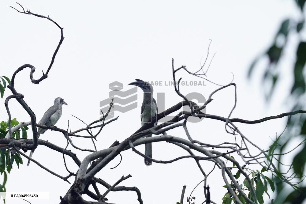 Grey Hornbill Bird Spotted In The Ajmer - India