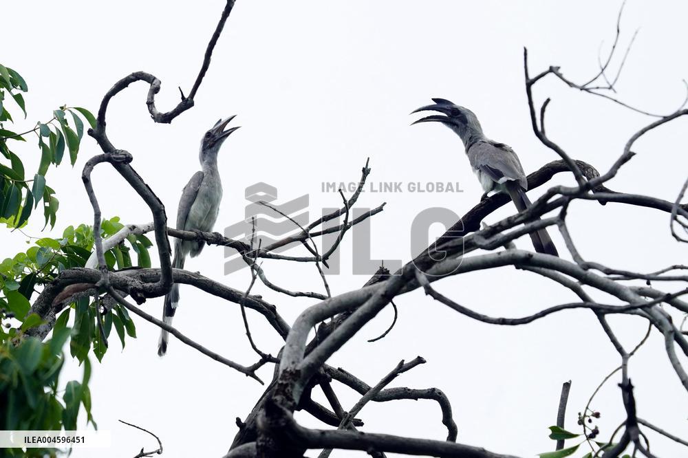 Grey Hornbill Bird Spotted In The Ajmer - India