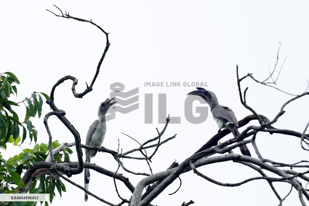 Grey Hornbill Bird Spotted In The Ajmer - India