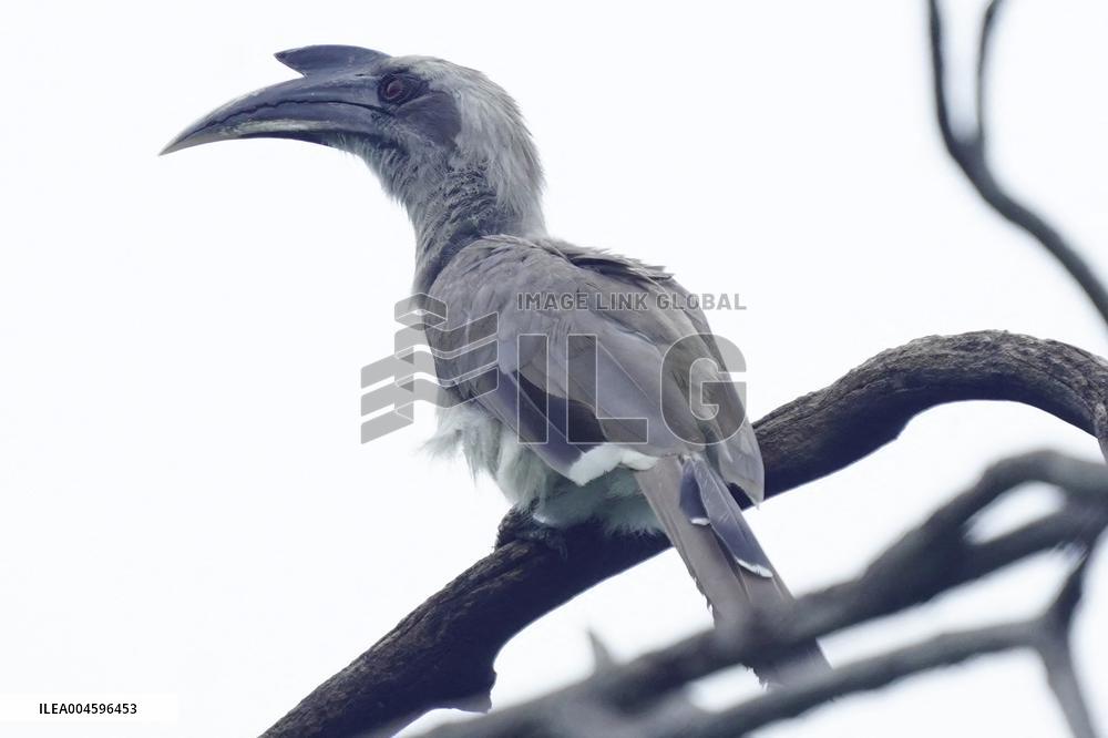 Grey Hornbill Bird Spotted In The Ajmer - India