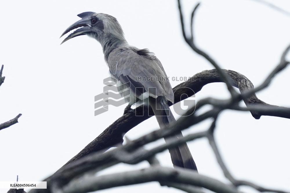 Grey Hornbill Bird Spotted In The Ajmer - India