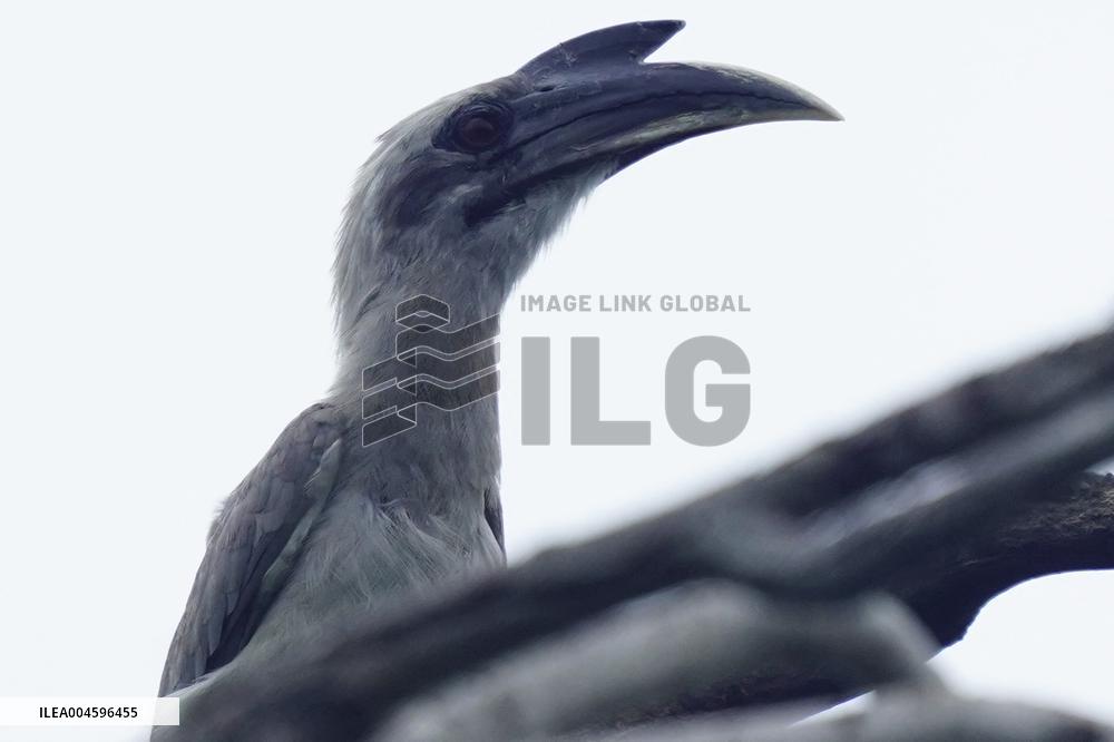 Grey Hornbill Bird Spotted In The Ajmer - India