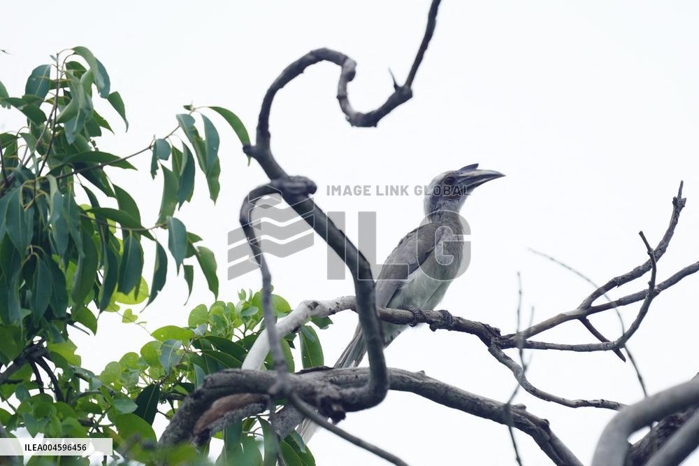 Grey Hornbill Bird Spotted In The Ajmer - India