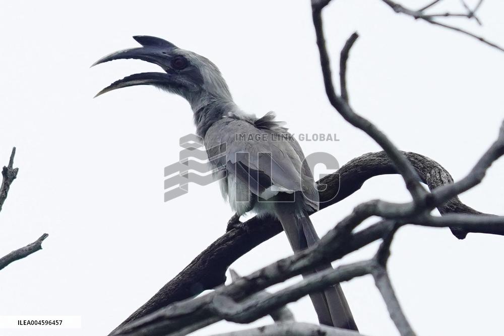 Grey Hornbill Bird Spotted In The Ajmer - India