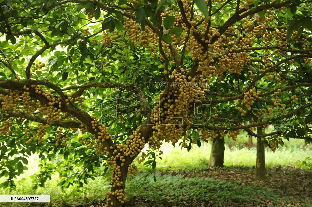 Burmese Grapes in Narsingdi Orchard - Bangladesh