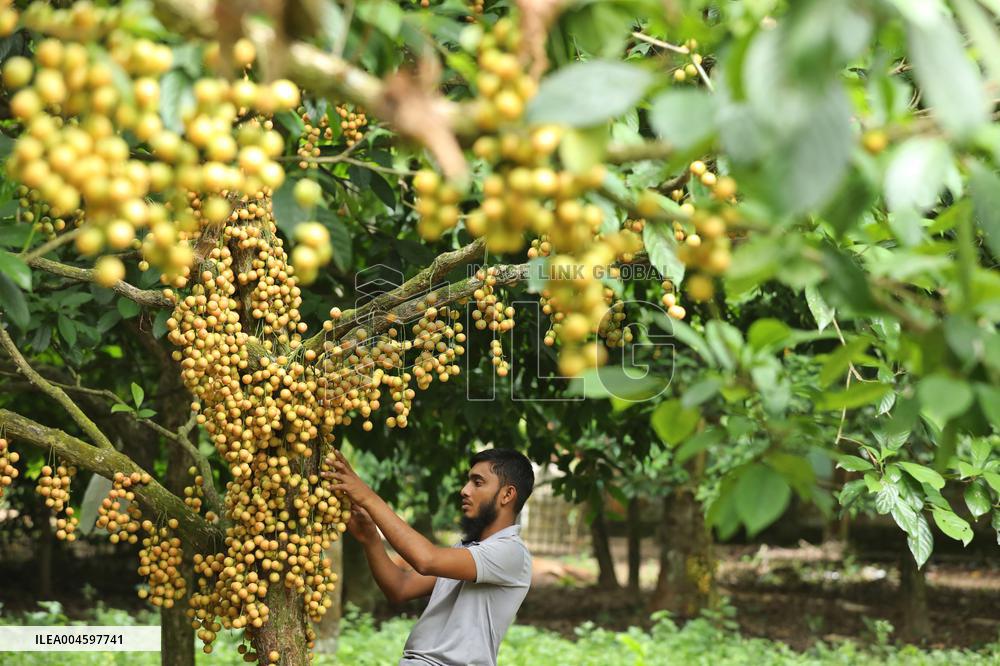 Burmese Grapes in Narsingdi Orchard - Bangladesh