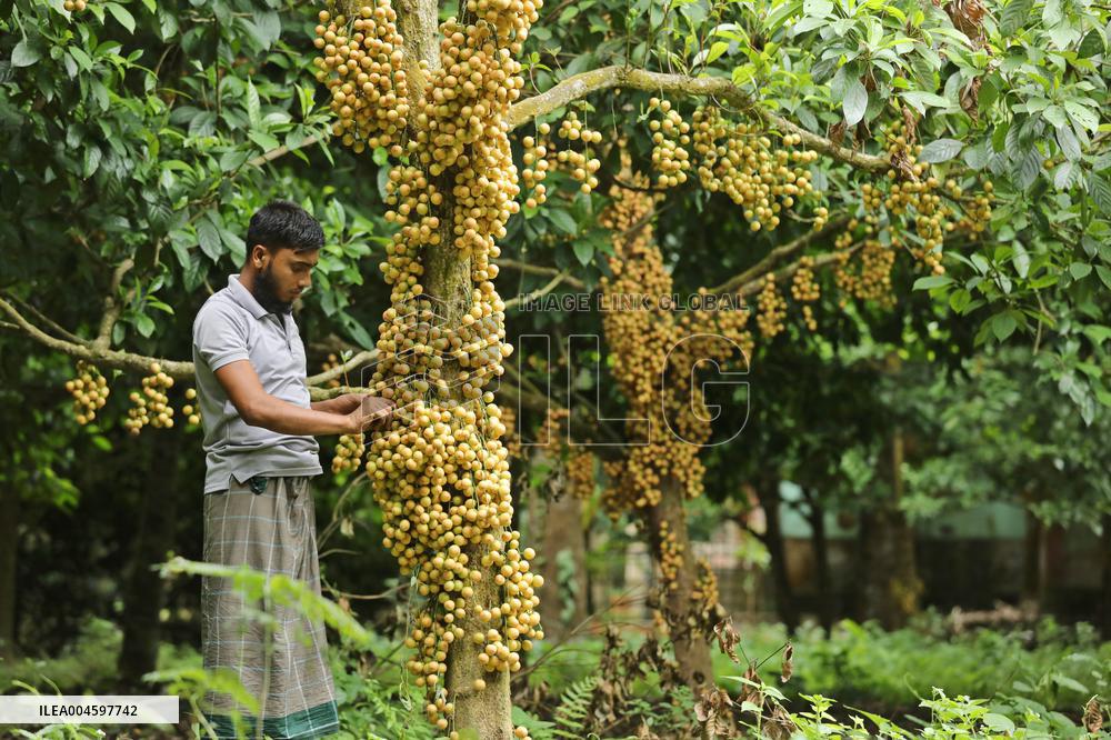 Burmese Grapes in Narsingdi Orchard - Bangladesh
