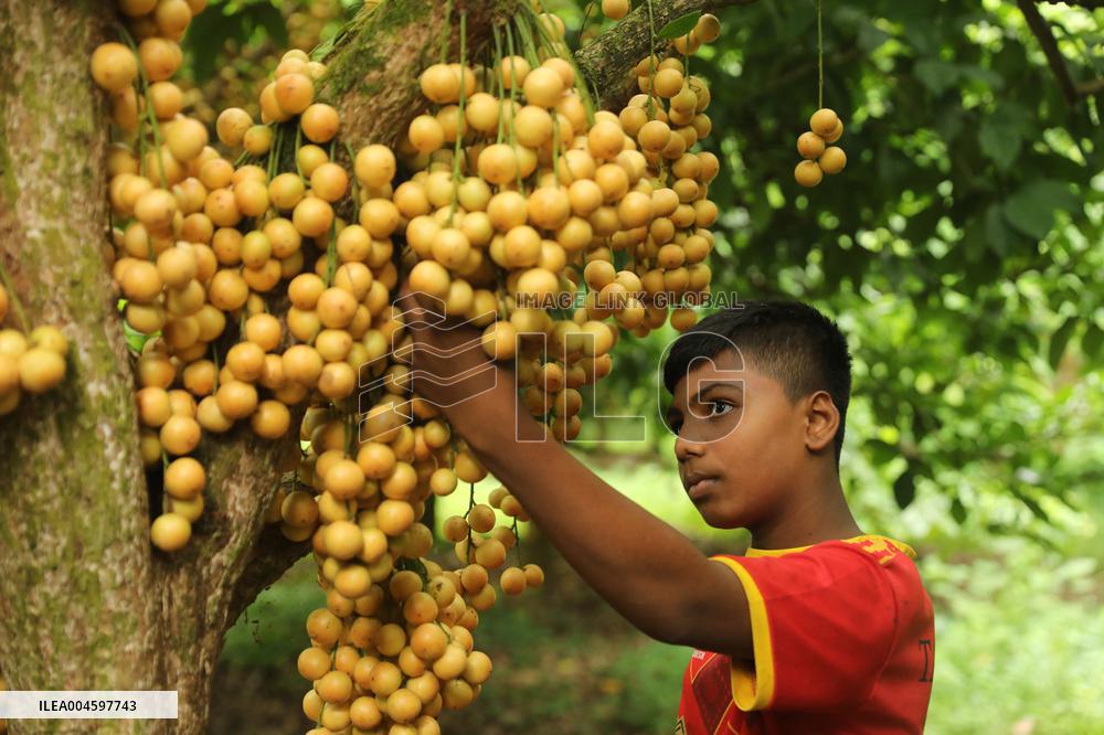 Burmese Grapes in Narsingdi Orchard - Bangladesh