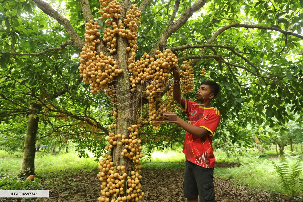 Burmese Grapes in Narsingdi Orchard - Bangladesh