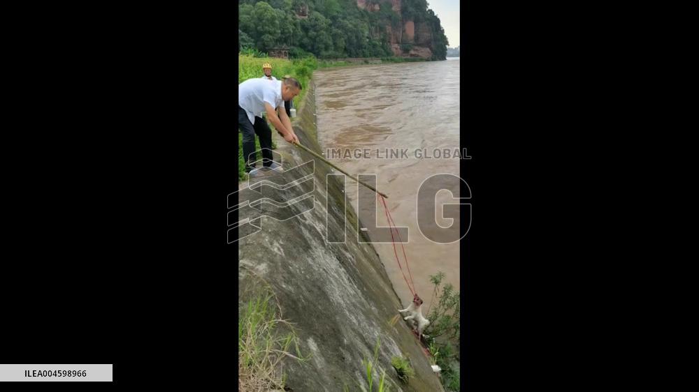 China: Dog Rescue From Raging River in Sichuan