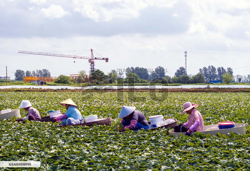 Water Chestnuts Harvest in Taizhou