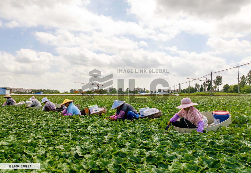 Water Chestnuts Harvest in Taizhou