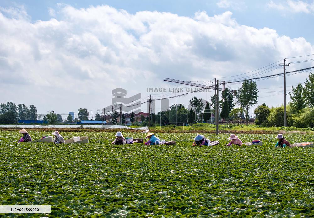 Water Chestnuts Harvest in Taizhou
