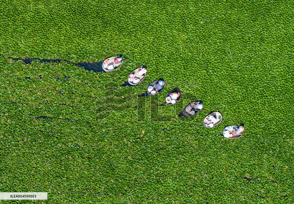 Water Chestnuts Harvest in Taizhou