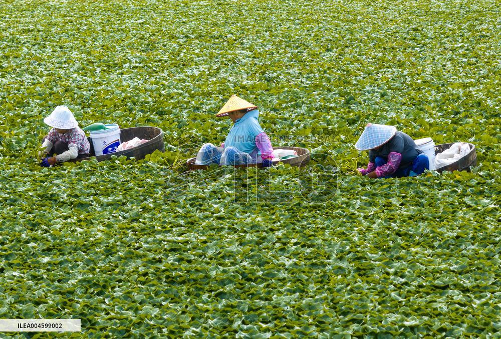 Water Chestnuts Harvest in Taizhou