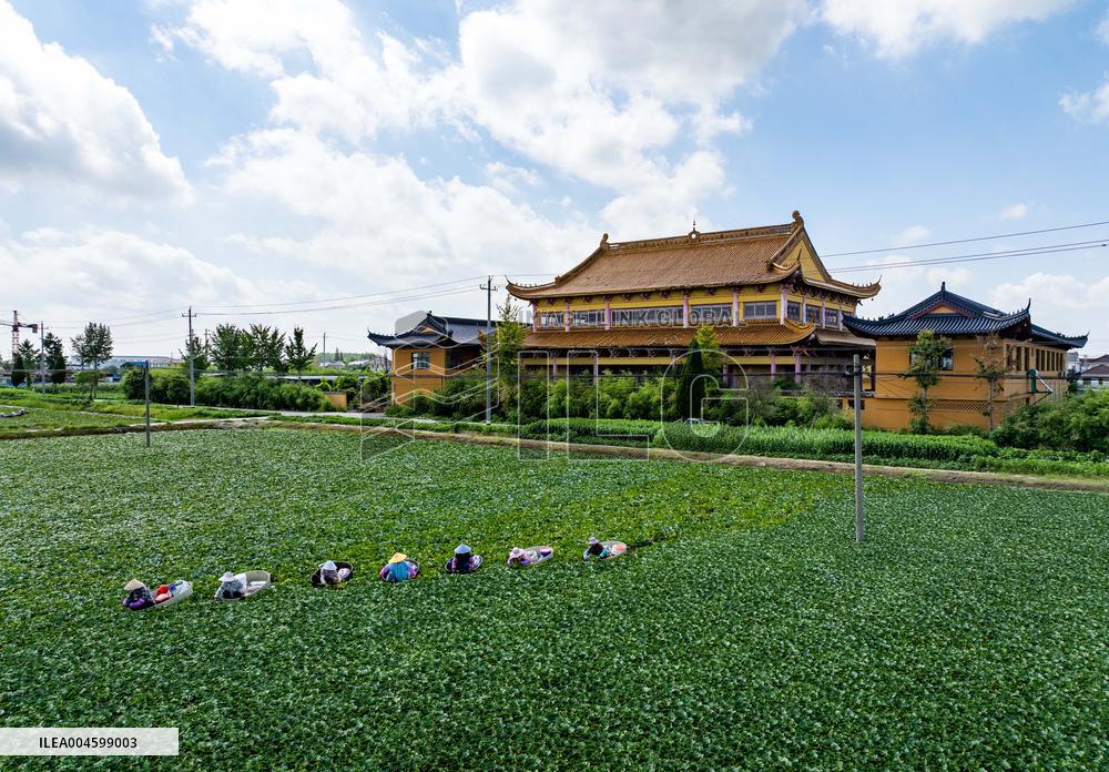 Water Chestnuts Harvest in Taizhou