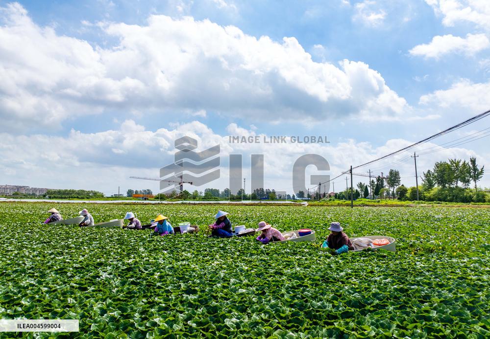 Water Chestnuts Harvest in Taizhou