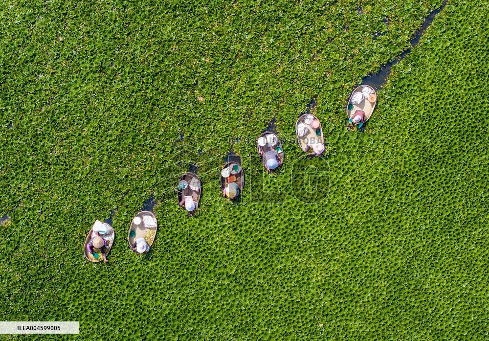 Water Chestnuts Harvest in Taizhou
