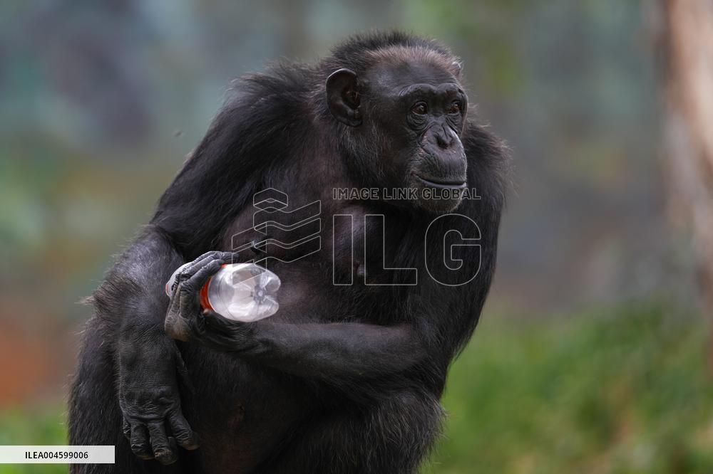 A Kid Interacts With A Chimpanzee At A Zoo - Sri Lanka