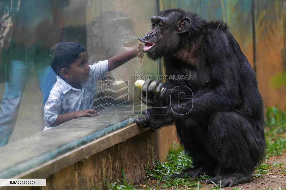 A Kid Interacts With A Chimpanzee At A Zoo - Sri Lanka