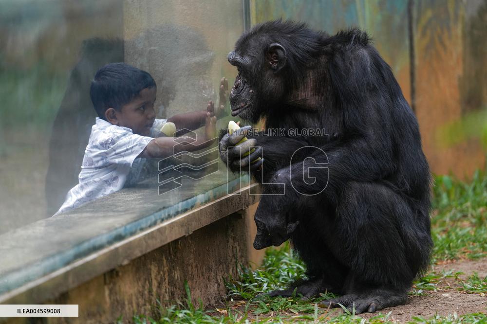 A Kid Interacts With A Chimpanzee At A Zoo - Sri Lanka