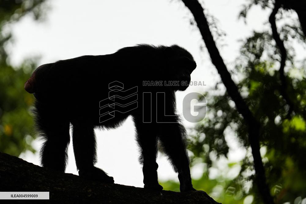 A Kid Interacts With A Chimpanzee At A Zoo - Sri Lanka