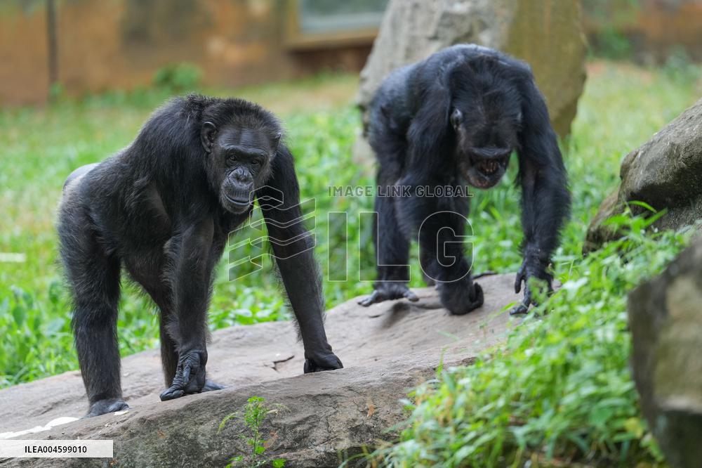 A Kid Interacts With A Chimpanzee At A Zoo - Sri Lanka
