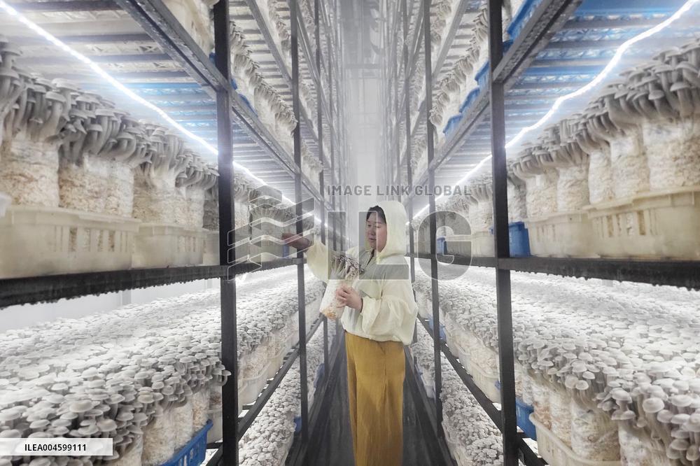 Lyophyllum Decastes Processing in Lianyungang