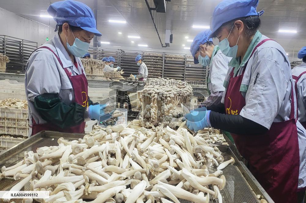 Lyophyllum Decastes Processing in Lianyungang