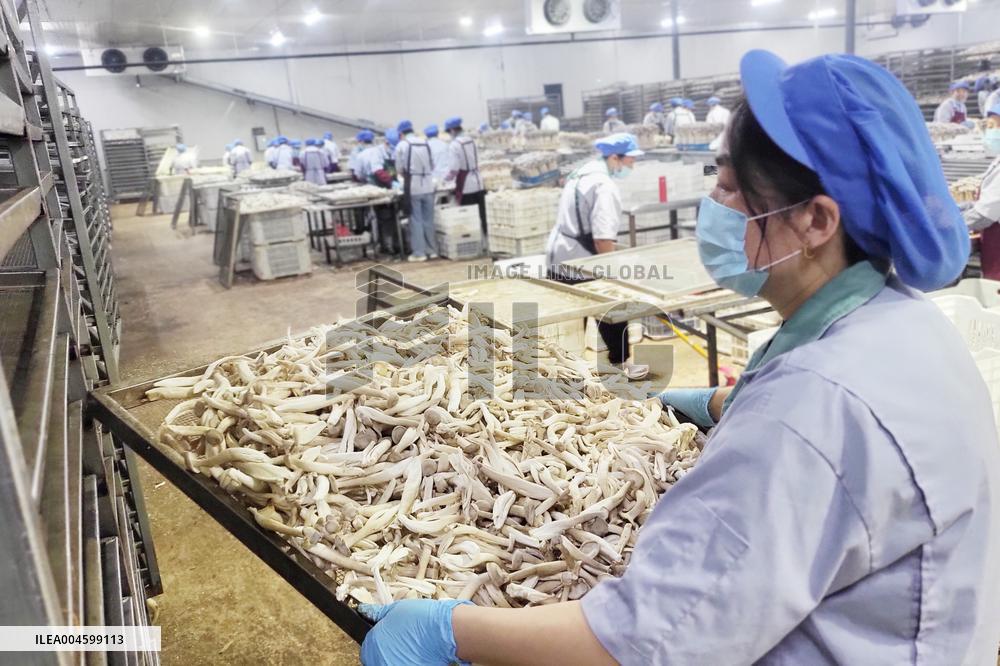 Lyophyllum Decastes Processing in Lianyungang