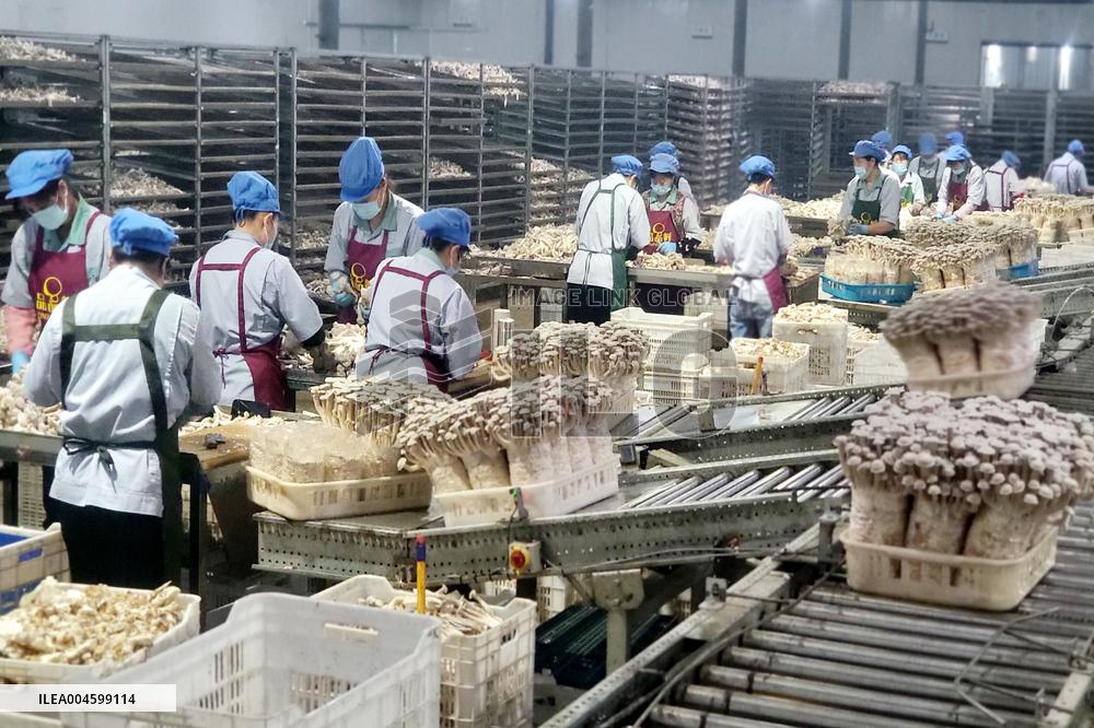 Lyophyllum Decastes Processing in Lianyungang