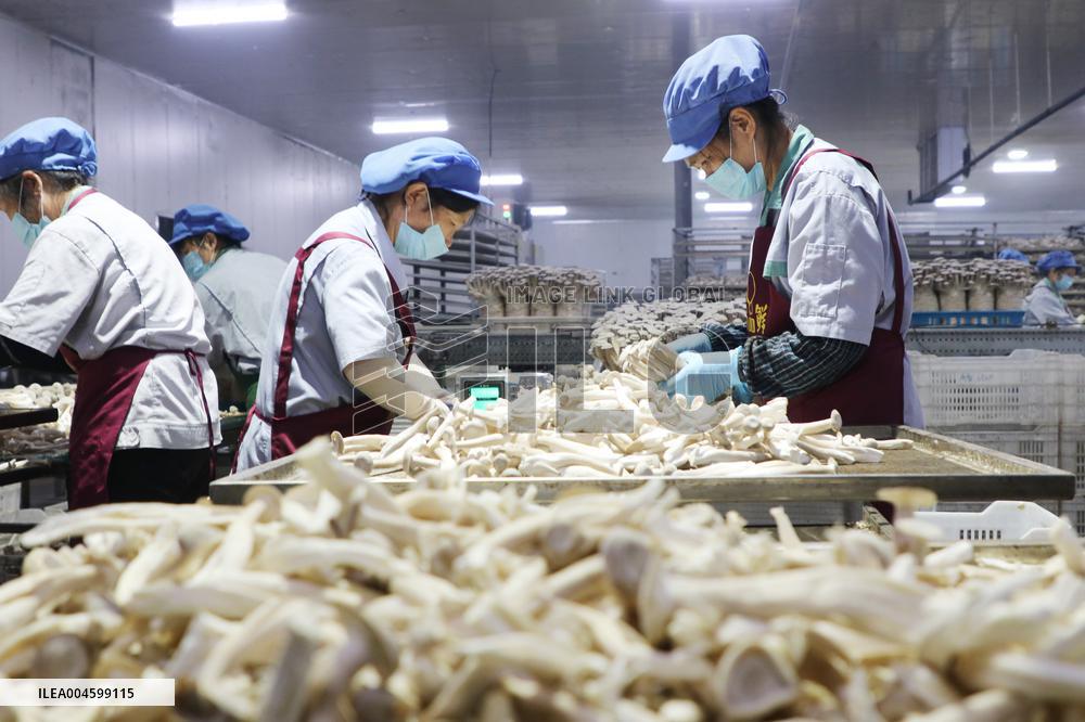 Lyophyllum Decastes Processing in Lianyungang