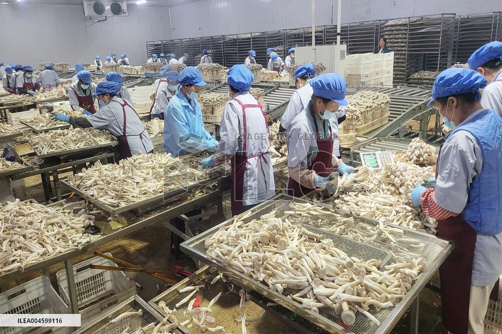 Lyophyllum Decastes Processing in Lianyungang