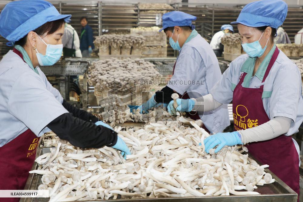 Lyophyllum Decastes Processing in Lianyungang