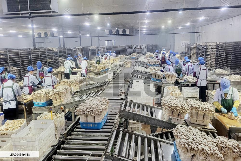 Lyophyllum Decastes Processing in Lianyungang